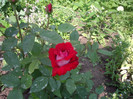 IMGP3240