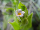 Myosotis alpestris (2012, June 16)