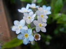 Myosotis alpestris (2012, June 16)