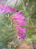 Winter Vetch (2012, June 16)