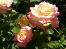 P4267281