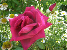 P4267282