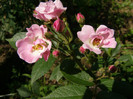 P4267286
