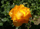 P4267297