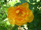P4267298