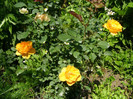 P4267299
