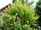 P4267284