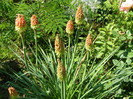 P4267327