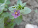 Anagallis arv. var. lilacina (2012, Jun.18)