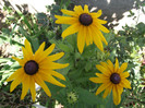 DSCF7592