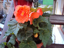 DSC06560