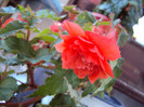 DSC06563