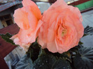 DSC06569