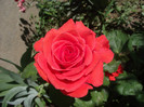 DSCF7598