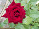 DSCF7617