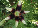 DSCF7633