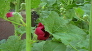 IMGA0031