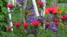 IMGA0042