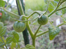 Tomato Sweet Baby (2012, June 16)