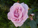 Rose Sissi (2012, June 16)