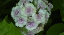IMGA0946