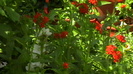 IMGA0947