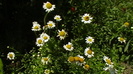 IMGA0949