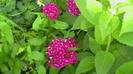 IMGA0950