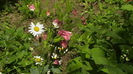 IMGA0951