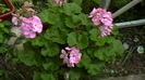 IMGA0955