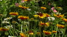 IMGA0956