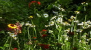 IMGA0961