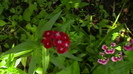 IMGA0965
