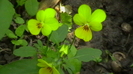 IMGA0969