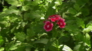 IMGA0972