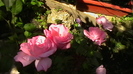 IMGA0975