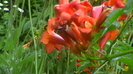 IMGA0983