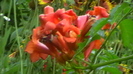 IMGA0984