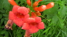 IMGA0987