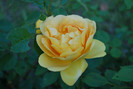 golden celebration-david austin