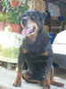 Mascul Rottweiler