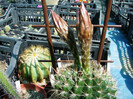 DSC07711