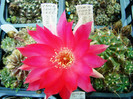 DSC07726