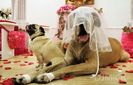 pet_weddings_15