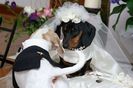 pet_weddings_01