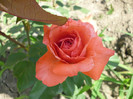 P1000703