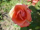 P1000704