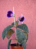 Violacea 17 .06.2012