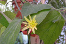 Passiflora Citrina
