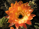 Daydream - floare